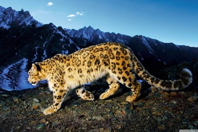 Snow Leopard Prowl HD Desktop Wallpapers : Widescreen : High ...