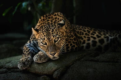 Animals, Leopard Wallpapers HD / Desktop And Mobile Backgrounds