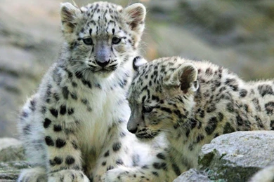Young Snow Leopard Desktop Backgrounds HD 1920x1200