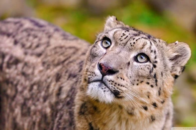 Looking Up Leopard Desktop Backgrounds Wallpaper, Size: 1920x1080 ...