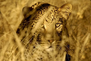 Agile Hunter Leopard HD Desktop Wallpapers 4 － Animal Wallpapers ...
