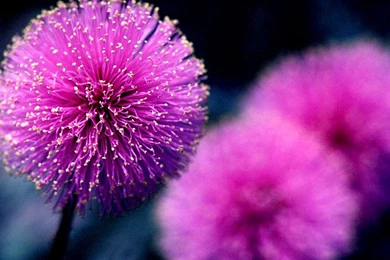 Purple Flowers Backgrounds   Wallpapers Zone
