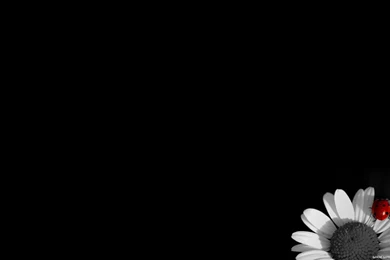 Black Wallpapers HD 7186s   Wallpapers HD Fix