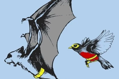 Funny iPhone Wallpapers For iPhone 6 Plus