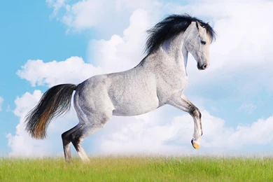 Pets And Animals Hebus.org High Definition Wallpapers HD ...