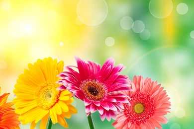 Hd Wallpapers, Mother Nature, Windows, Beautiful, Green, Cool ...