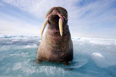 Animals Of The World`s Geographic HD Wallpapers 9 - Animal ...