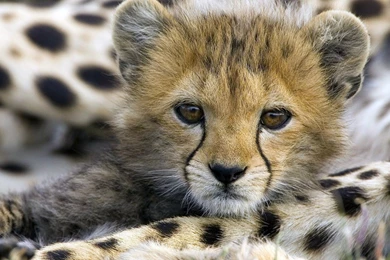 Cheetah Wallpapers HD