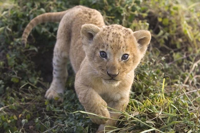 Web, Background, Widescreen, Wallpaper, Cheetah (