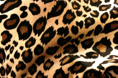 Leopard Pink Cheetah Print Backgrounds – Modifikasi Sepeda Motor