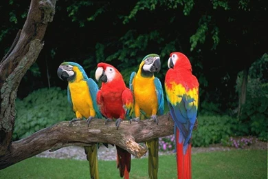 Parrots1.jpg