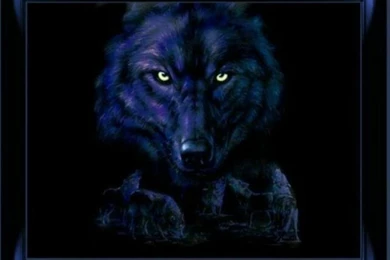 DARK EYES WOLF EYES – Animals Other HD Desktop Wallpapers