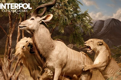 2 Interpol HD Wallpapers