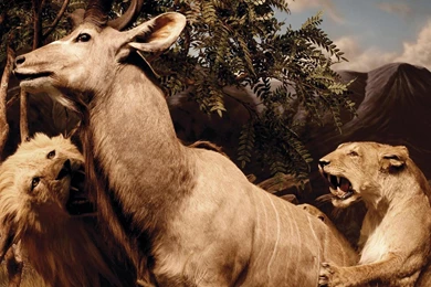 Download Wallpapers, Download 2560x1600 Interpol Album Covers ...