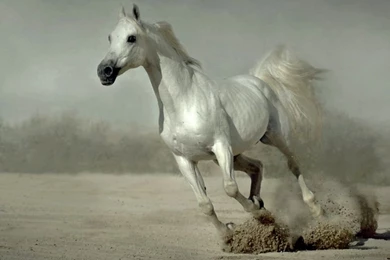 Running Horses Wallpapers Desktop