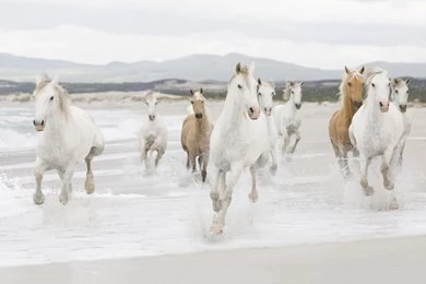 1366x768 Horses Beach Running Wallpapers