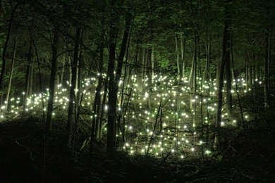Wandering In The Enchanted Forest: 8 HOURS Of Relaxation   Sleep ...