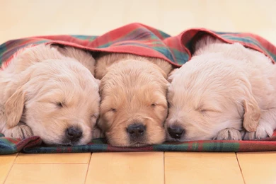 Wallpapers Lacie Heart Nature Cute Puppies 1920x1080