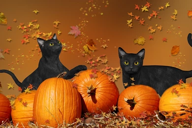 Black Kittens Halloween Images
