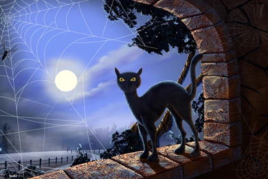 Black Cat On A Windowsill HD Wallpapers