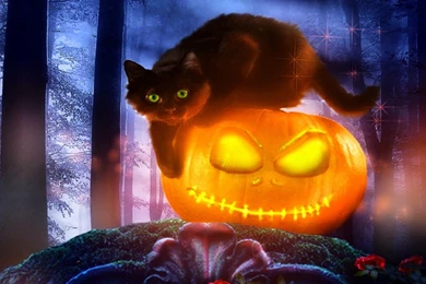 Cats Wallpapers Page 4: Honey Eyes Cat Kitten Pet Feline ReWalls ...