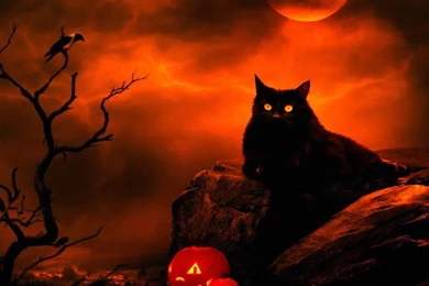 Halloween Cat