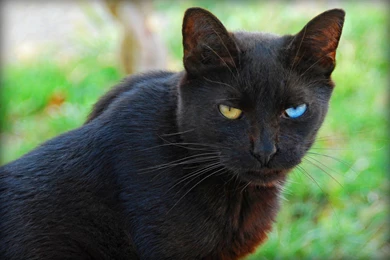 Free Wallpapers Odd Eyed Black Cat Halloween