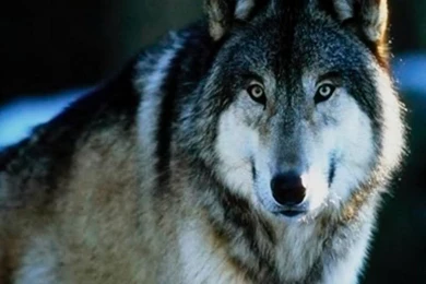 Free Adult Wallpapers   Wallpapers Zone