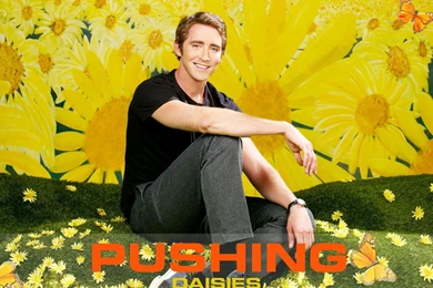 Pushing Daisies   Pushing Daisies Wallpapers (2960752)   Fanpop