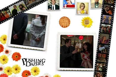 Daisies Photos   Pushing Daisies Wallpapers (483563)   Fanpop