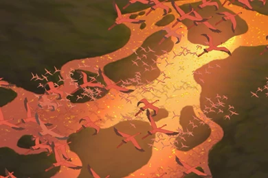 Lion King Wallpapers   Album On Imgur