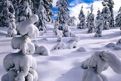 Winter Wonderland : Dreamy Snow Scene Wallpapers 1440x900 NO.7 ...
