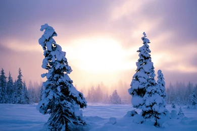 Winter Wonderland : Dreamy Snow Scene Wallpapers 1280x1024 NO.10 ...