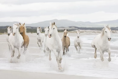 Horse Herd Wallpapers And Images   Wallpapers, Pictures, Photos