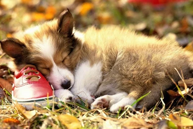 Autumn Season Wallpapers Cute Dog Photography 6 － Animal ...