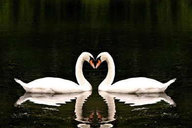 7 Free 1920x1080p Love Laptop HD Wallpapers   Birthday Wishes, 3D ...