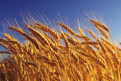 Autumn Harvest Wallpapers