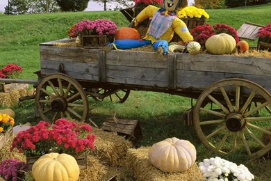 Autumn Harvest Wallpapers   (