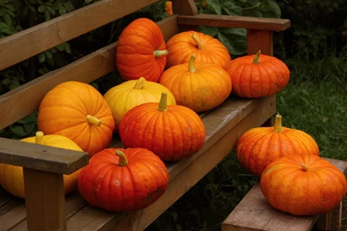 Pumpkin Autumn Harvest   (