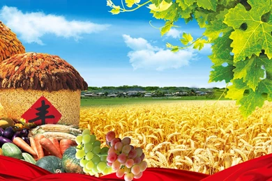 Autumn Harvest 31472   Tao Heung Shakes The Barley   Harvest Season