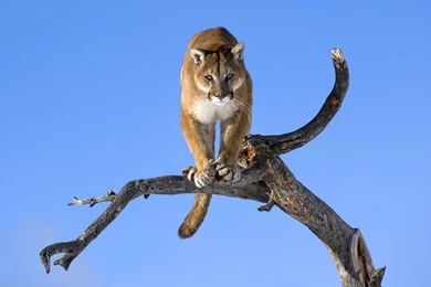 Wallpapers Big Cats Pumas Animals Image