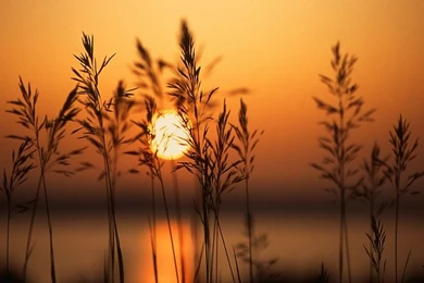 Photos: 2 A Setting Sun   Wallcoo.net