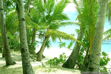 Summer Scenes Wallpapers 3   Crazy Frankenstein