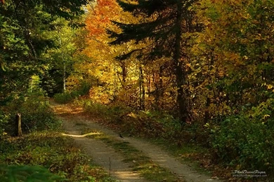 Fall Scenes Wallpapers   HD Wallpapers And Pictures