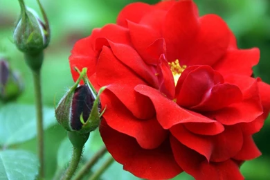 Wallpapers Of Flowers Free Download – 1280×800 High Definition ...