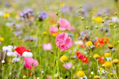YouWall   Meadow Flowers Wallpapers   Wallpaper,wallpapers,free ...