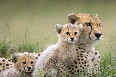Cute Alert: Cheetah Cub Photos   AmO Images   AmO Images