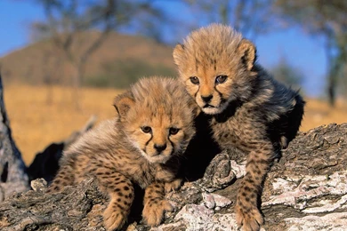 Beautiful Wallpapers: Baby Cheetah Wallpapers
