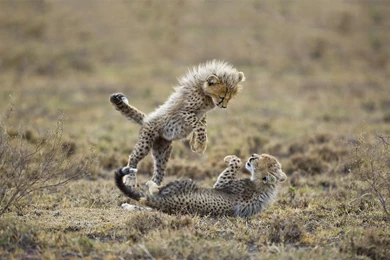 Cute Cheetah Wallpapers   Wallpapers Cave