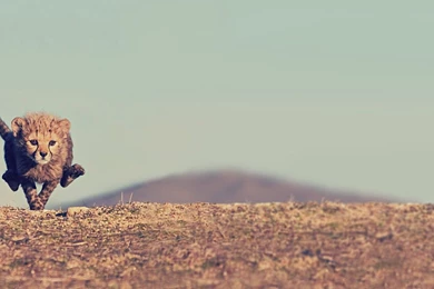 Baby Cheetah Running Wallpapers